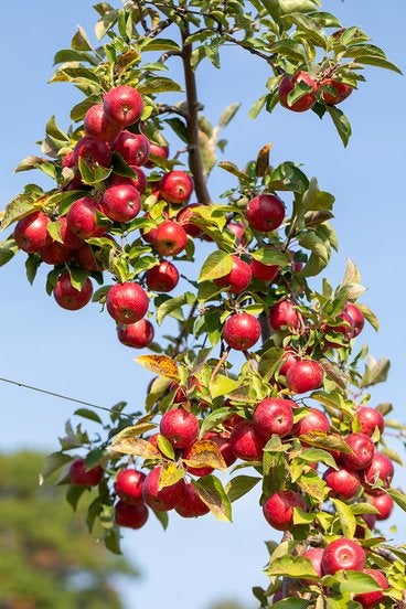 Kudos (MN33) Apple Tree | Country Blossom Farm LLC